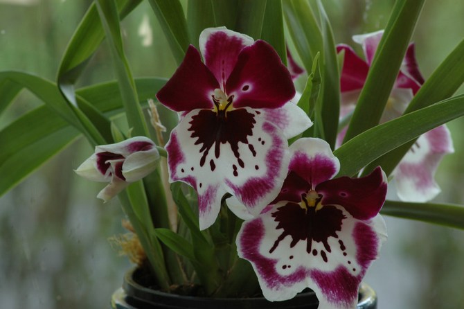 En hvileperiode er nødvendig for at stimulere blomstringen af miltonia.