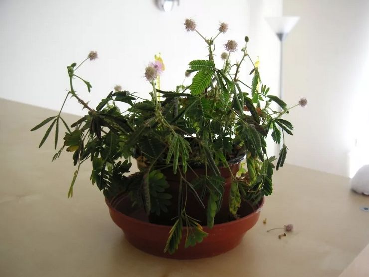 Hjemmepleje til mimosa