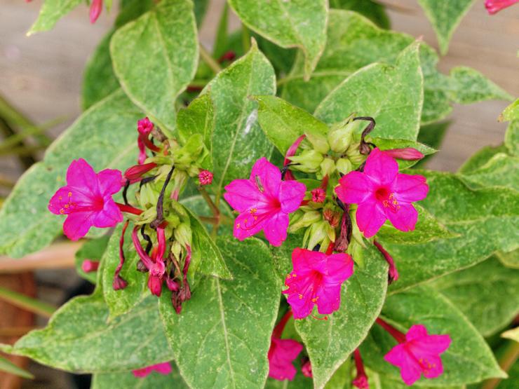 Mirabilis skadedyr og sygdomme