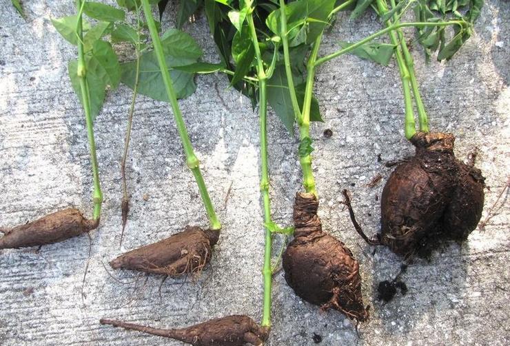 Mirabilis avlsmetoder