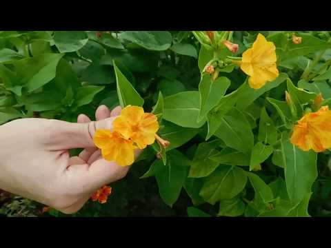 �� En interessant måde at dyrke Mirabilis på fra stiklinger (skyde) ��