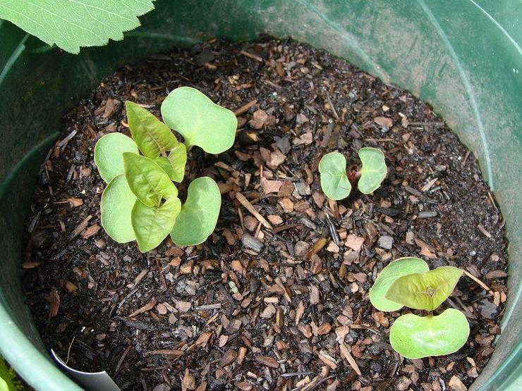 Dyrker mirabilis fra frø