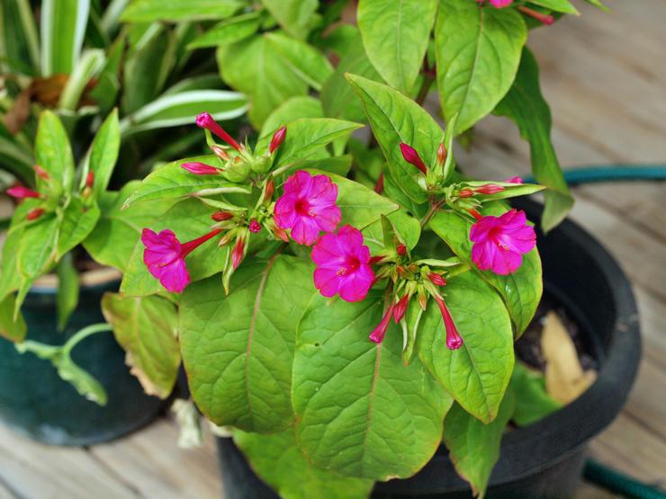 Voksende frøplanter af mirabilis