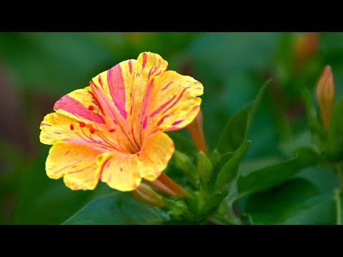 Natskønhed eller Mirabilis