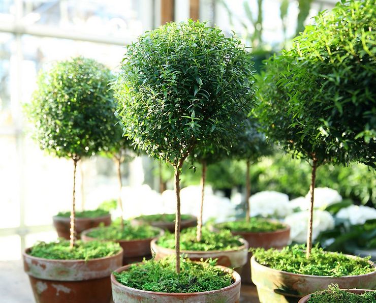 Χαρακτηριστικά της μυρτιάς