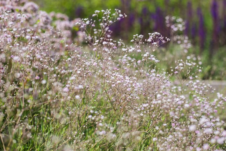 Gypsophila