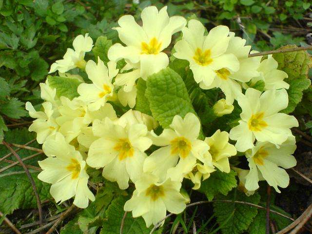 Kuva kukkivasta esikoosta puutarhassa