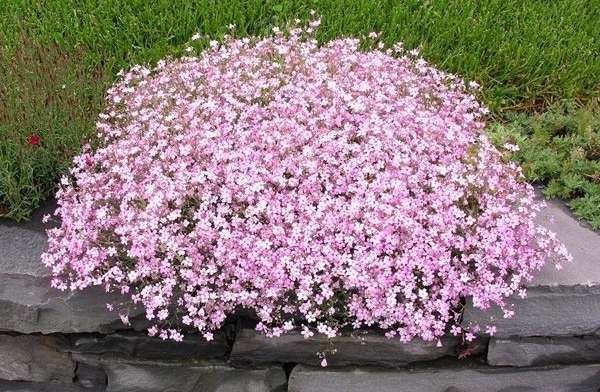 Gypsophila on pensaskasvi, jossa on pieniä kukkia. Hän rakastaa kalkkipitoista maaperää, ei ole oikukas lannoitteille, joten sitä käytetään luomaan kaunis tausta kukkapenkkien, alppiliukumäkien, rockeriesin yleisiin koostumuksiin