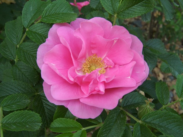 Rynket rose. Plantning og afgang. Transplantation og reproduktion. Rosa Rugosa