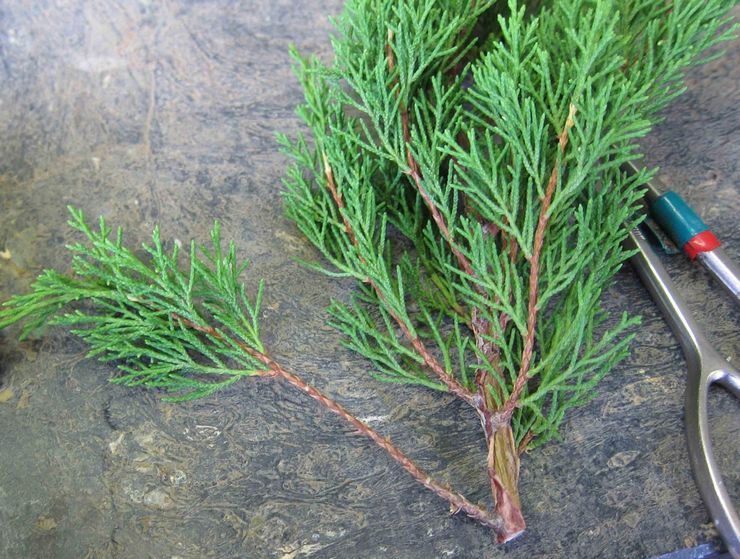 Reproduktion af stenet enebær