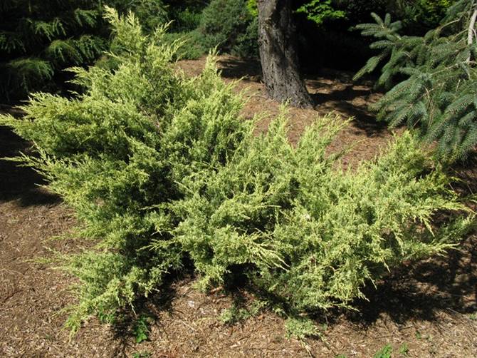 Juniper medium Sulphur Spray