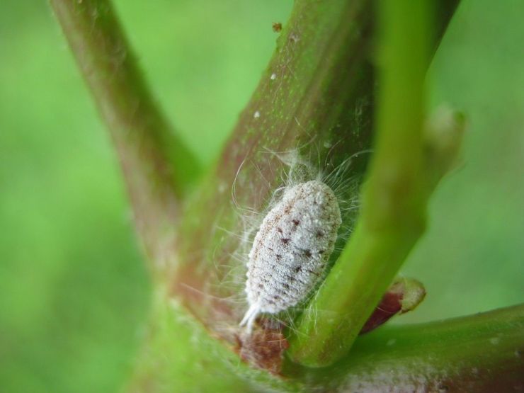 Mealybug beskrivelse