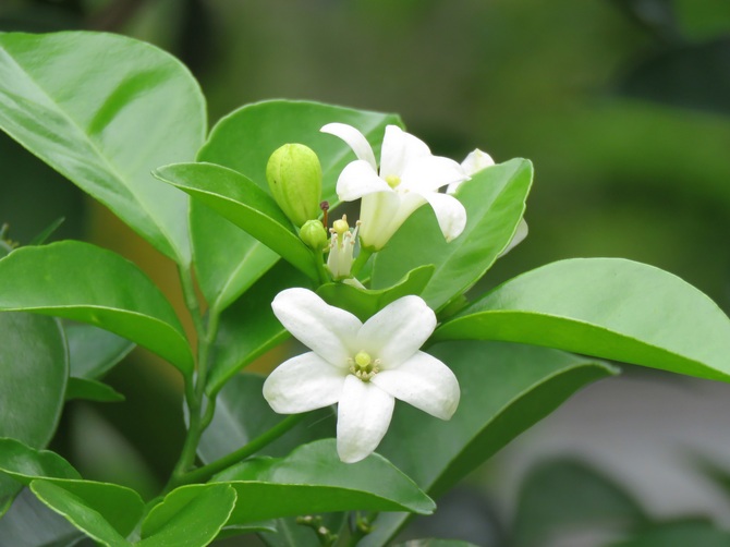 Murraya - hjemmepleje. Murayi dyrkning, transplantation og reproduktion. Beskrivelse. Foto