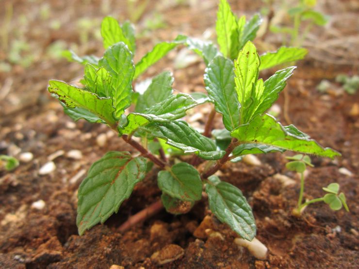 Mintun istutus ulkona