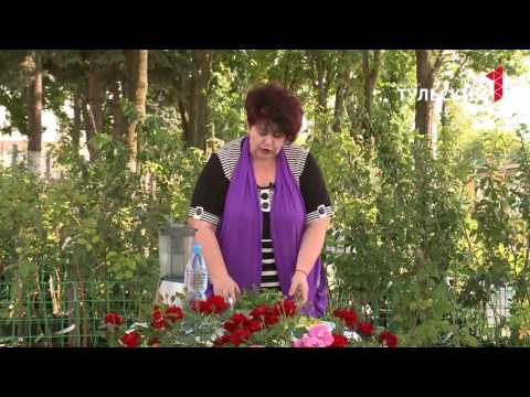 Kuinka säilyttää minttua