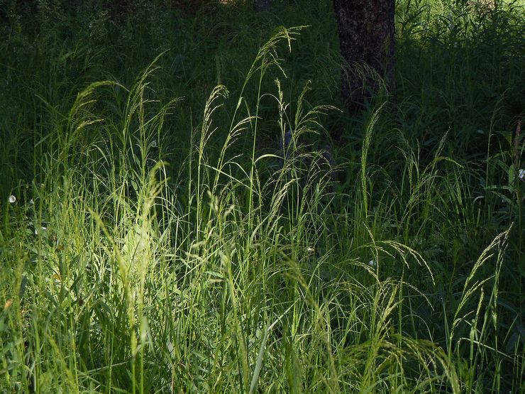 مارش بلو جراس