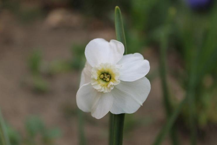 Pienikruuniset narsissit