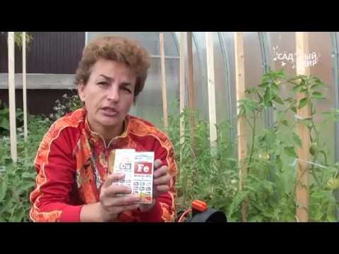 Γιατί τα φύλλα ντομάτας γίνονται κίτρινα Λιπάσματα με ιχνοστοιχεία