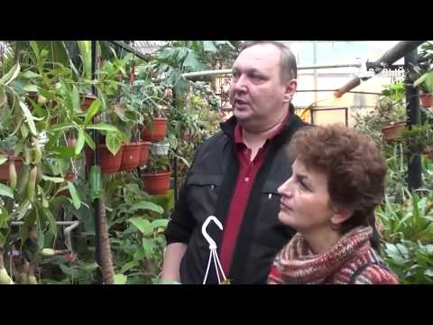 Sådan dyrkes planter kødædende hjemme. Nepentes. Websted