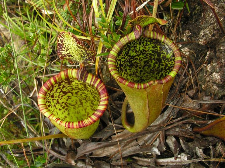 Nepentes Attenborough