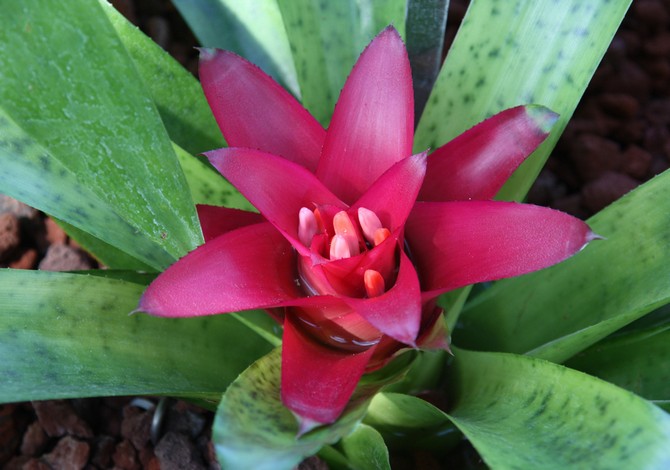 Nidularium - hjemmepleje. Dyrkning af nidularium, transplantation og reproduktion. Beskrivelse, typer. Foto