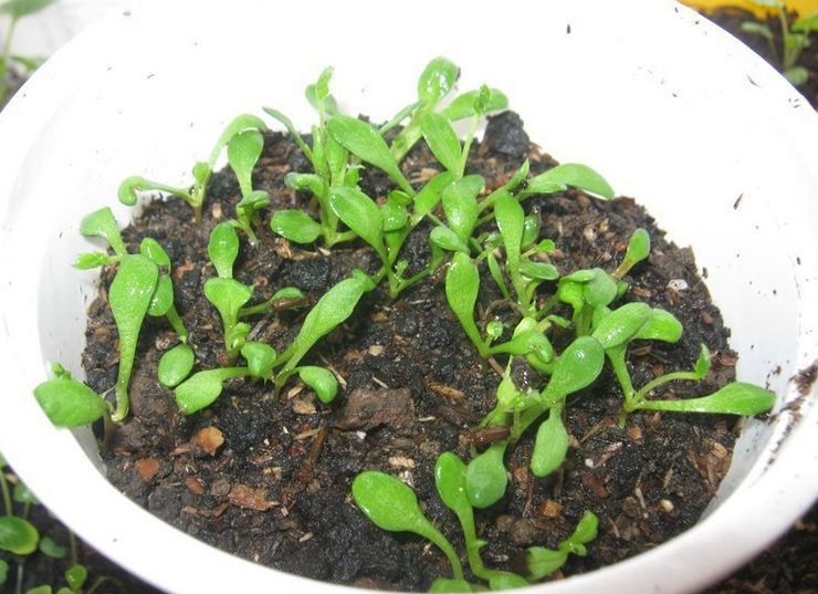 زراعة عشب الليمون من البذور