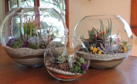 Cryptantus, majú listy podobné hviezdam s jasnými, pestrými farbami. Rastie dokonca aj na kôre stromov a chumáčikoch.