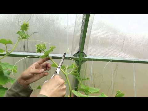 Musím orezať fúzy uhoriek? Stránky