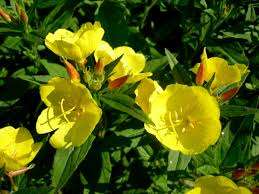 Enotera. Erittäin harvinainen kasvi ja harvat ihmiset käyttävät sitä alppiliukumäissä. Mutta tämä on suuri virhe