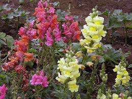 Snapdragon. Tällä epätavallisella kasvilla on erittäin suuri määrä kukkia kovalla varrella.