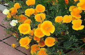 Escholzia. Erinomainen kasvi kesämökille, joka ei vaadi jatkuvaa hoitoa. Kaikki hoito tulee olemaan zak