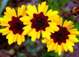 Kesämökkien yksivuotiset, valokuva nimillä Yksivuotiset kukat kukkivat koko kesän ilman taimia, nimeä ja valokuvaa