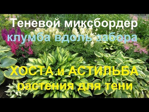 Vytvárame tienistý mixborder, záhon pri plote: hostitelia a astilbe