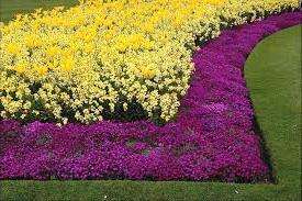 maanpäälliset ruusut, Acena, Chistets, Karpaattien kello, Meducene ja muut ovat suosittuja.