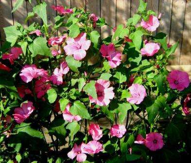 Lavateran suurista kukista tulee todellinen kukkapuutarhan koriste, koska ne kukkivat kylvön alusta myöhään syksyyn.