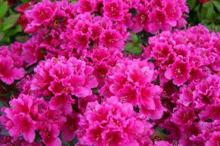 Azalea sopii hyvin esikoiden, tulppaanien ja koiranputkien kanssa. Hän on melko vaatimaton ja näyttää kauniilta kukkapuutarhassa.