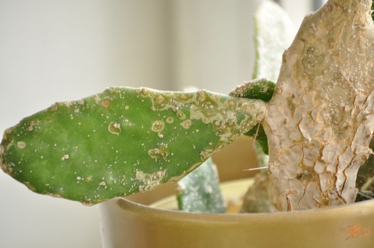 Παράσιτα φραγκόσυκου