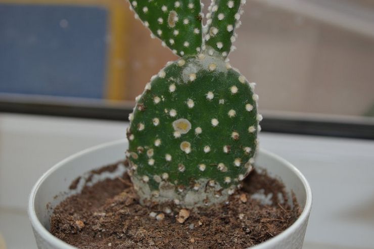 Ασθένειες φραγκοσυκιού