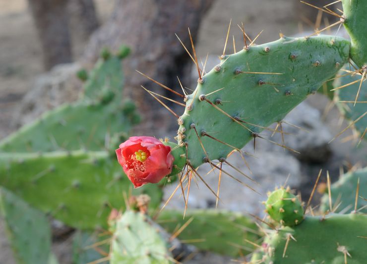 Το φραγκόσυκο του Μπέργκερ