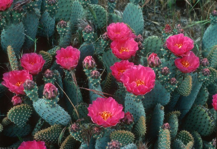Σπίτι Opuntia