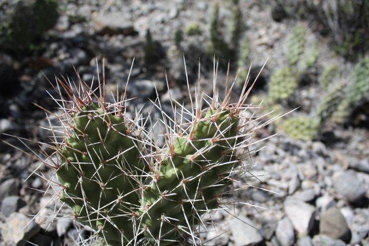 Φραγκόσυκο με μακρύ κόκαλο