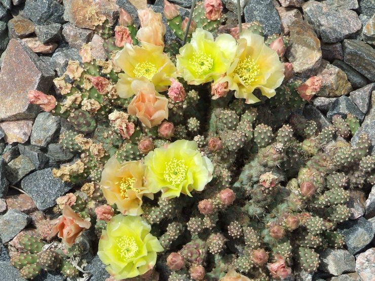 Εύθραυστο φραγκόσυκο