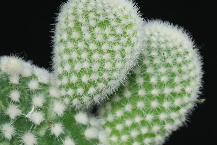 Φραγκόσυκο