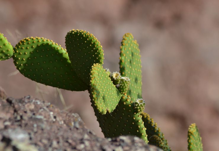 Συμπιεσμένο φραγκόσυκο