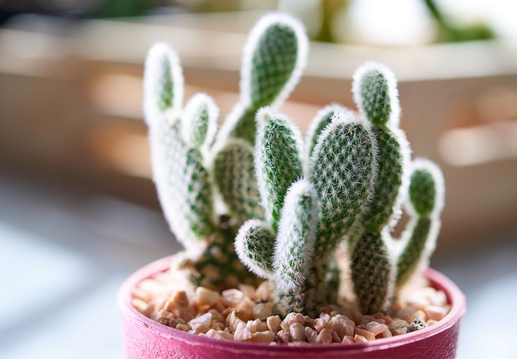 Ιδιότητες Opuntia