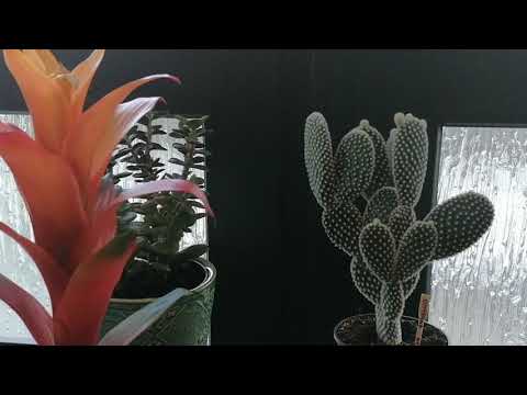 Opuntia λεπτότριχο, φροντίδα και συντήρηση!