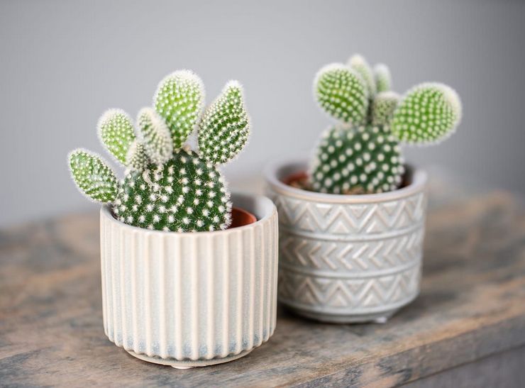 Φροντίδα φραγκοσυκιού στο σπίτι