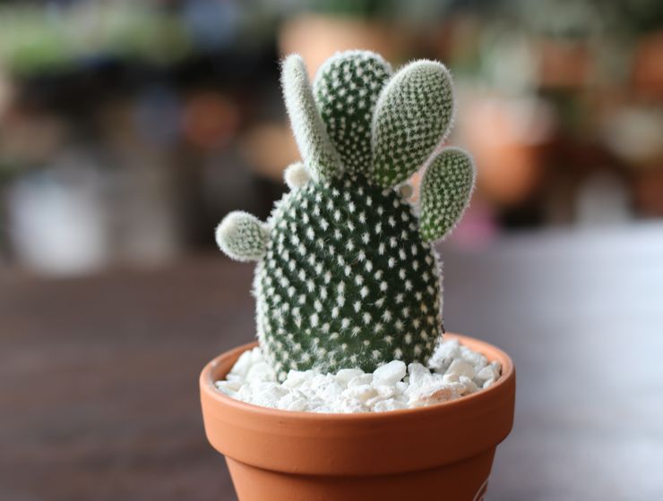 Κάκτος φραγκοσυκιού