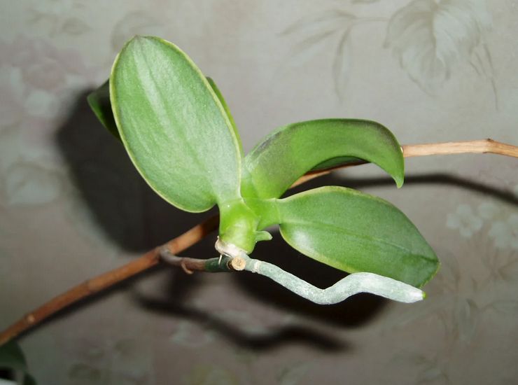 Phalaenopsis -orkidean lisääntymismenetelmät
