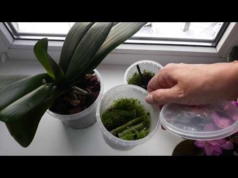 Leikattu orkidean varsi kasvattaa vauvaa! Phalaenopsiksen lisääntyminen.